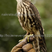 Hawk_4_