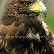 Hawk_5_